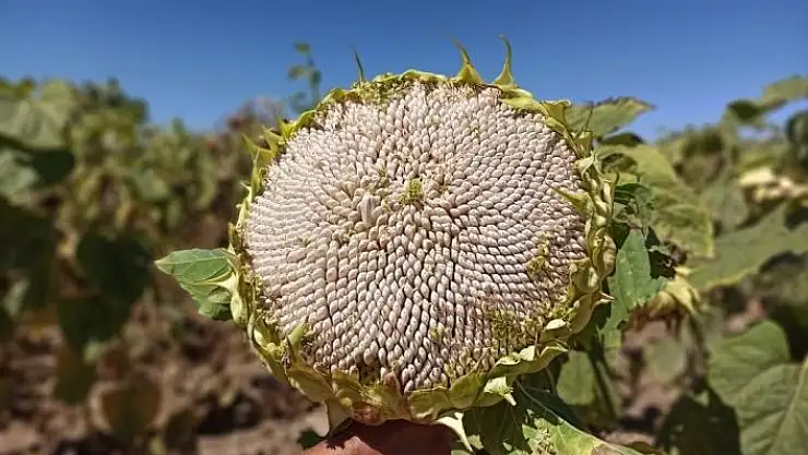 'Elbistan´da çerezlik ay çekirdeği hasadı başladı'