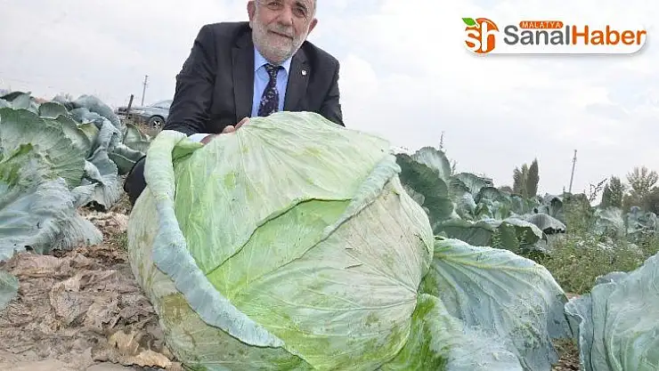 Elbistan lahanasına 'coğrafi işaret' alınacak