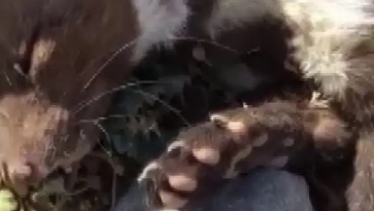 'Elektrik akımına kapılan sansarı topraklama kurtardı'