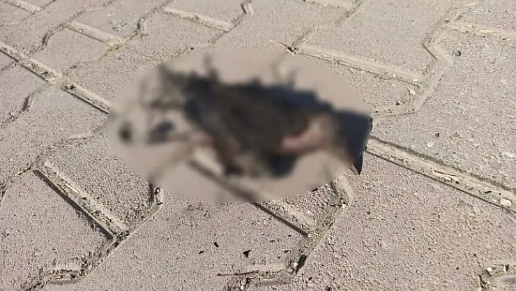 'Elektrik tellerine takılan güvercin yangına neden oldu'