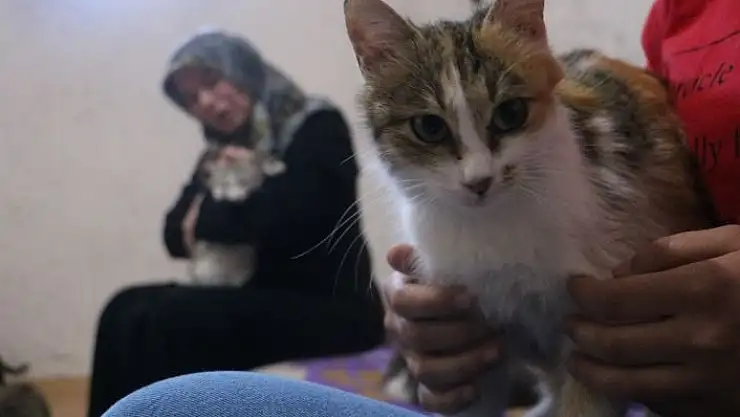 'Engelli sokak kedilerinin annesi yaptığıyla takdir topluyor'