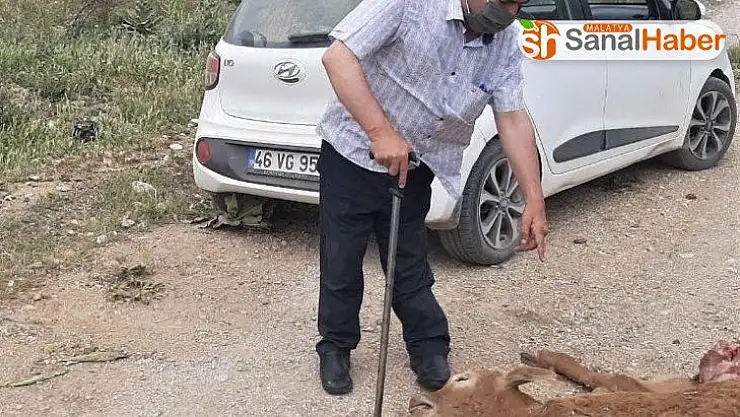 Engerek yılanının soktuğu buzağı telef oldu