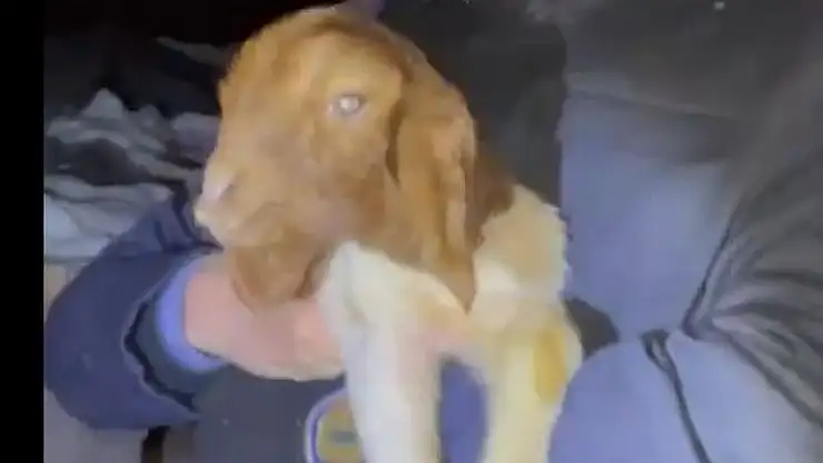 'Enkaz altından 15 küçükbaş hayvan kurtarıldı'