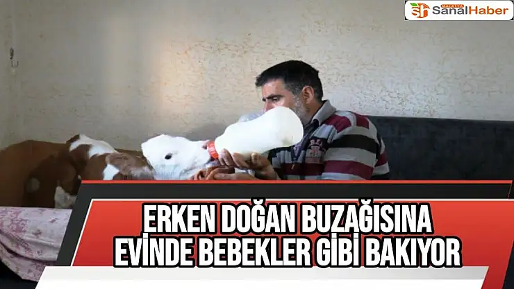 Erken doğan buzağısına evinde bebekler gibi bakıyor