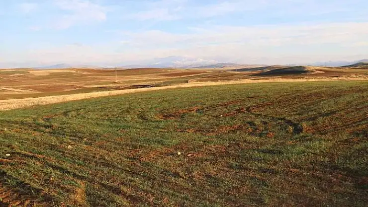 'Erken filizlenen buğday tohumları kışı bahara çevirdi'