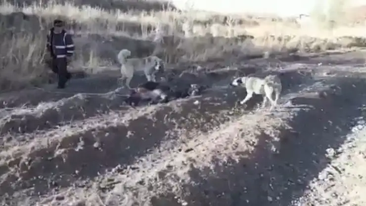 'Eşeğe eziyet eden adam yakalandı'