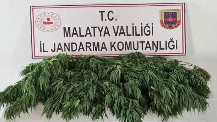 'Esrar ve hint keneviri ele geçirildi'