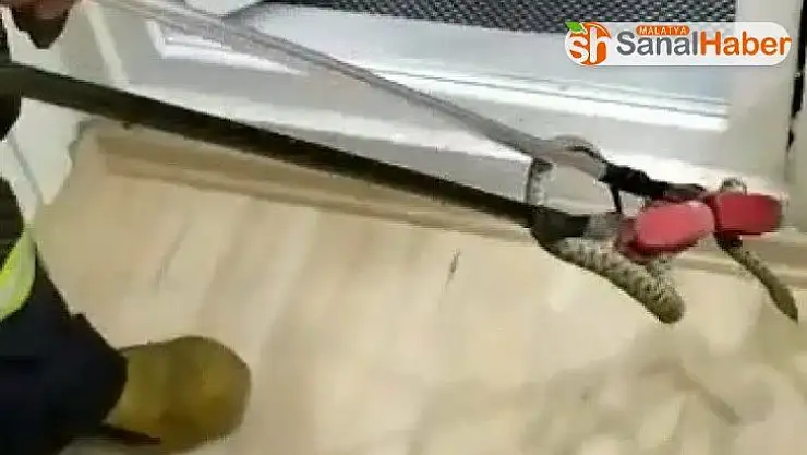 Eve giren yılan banyoda yakalandı