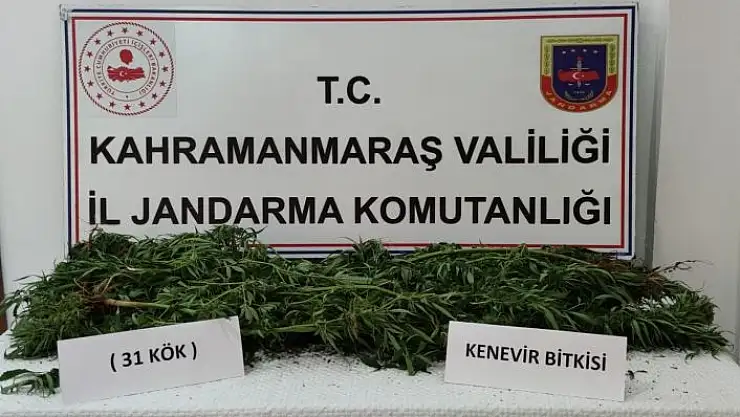 'Evin bahçesinde 31 kök kenevir bitkisi ele geçirildi'