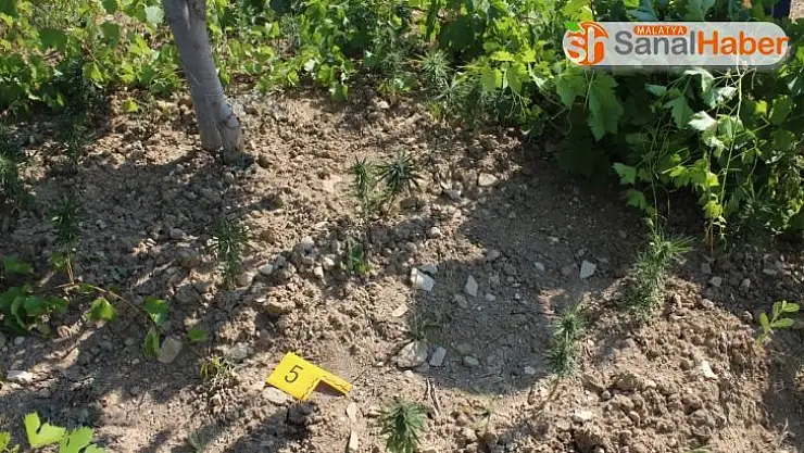 Evinin bahçesine kenevir eken yaşlı adam gözaltına alındı