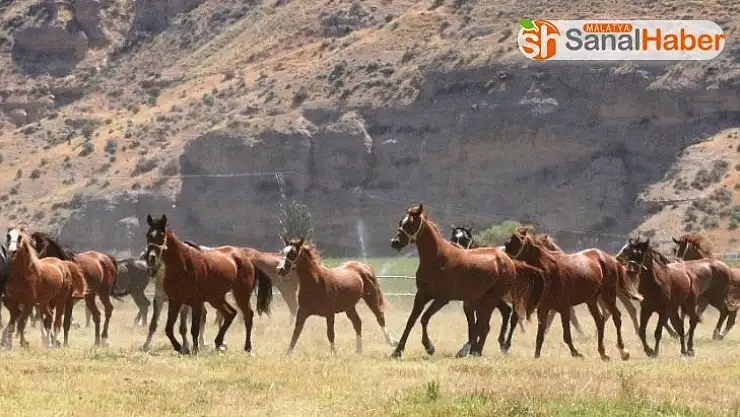 Sultansuyu Hara'da Geleceğin şampiyonları görücüye çıkıyor