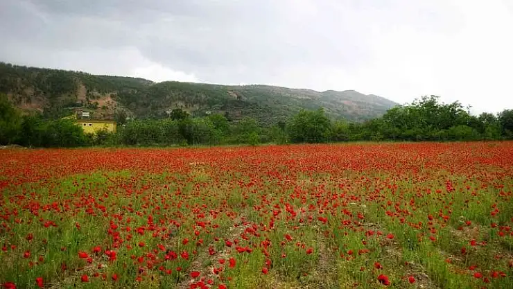 'Gelincikler tarlaları süsledi'