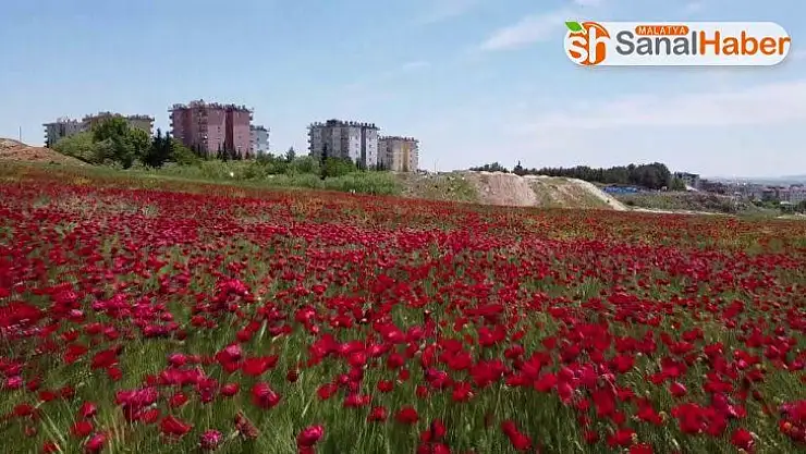 Gelinciklerin muhteşem manzarası