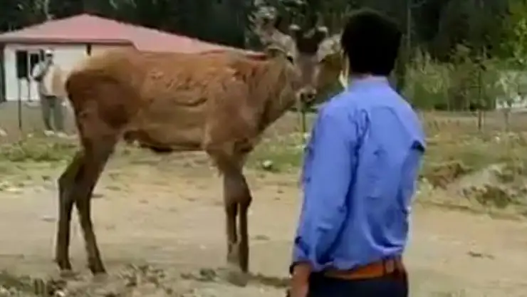 'Geyik yaylaya geldi kendini sevdirdi'