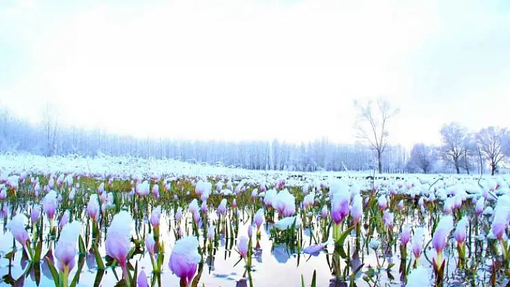 'Göksun´da açan çiçekler karla kaplandı'