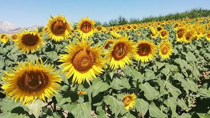 'Gölbaşı ilçesinde ayçiçeği hasadı başladı'