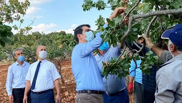 'Gölbaşı´nda fıstık hasadı başladı'