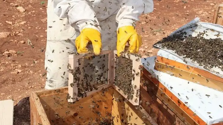 'Gramı 500 TL olan arı zehri Adıyaman´da üretilmeye başlandı'