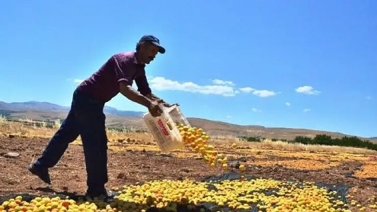 Kayısıda Hasat Dönemi Sürüyor