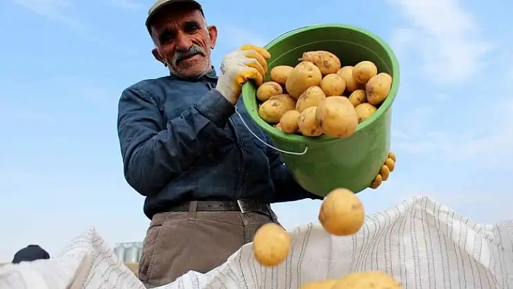 'Hasatta son günler, tarlada 2 markette 5 lira'