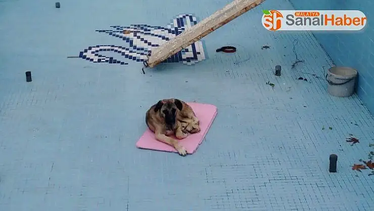 Havuza düşen köpeği işçiler kurtardı