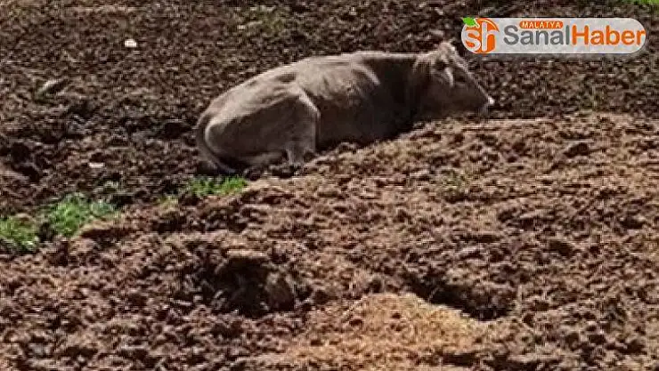 Hayvan dışkısına saplanan inek kurtarıldı