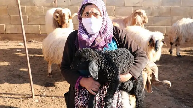 'Hayvanları çalınan kadının gözyaşları'