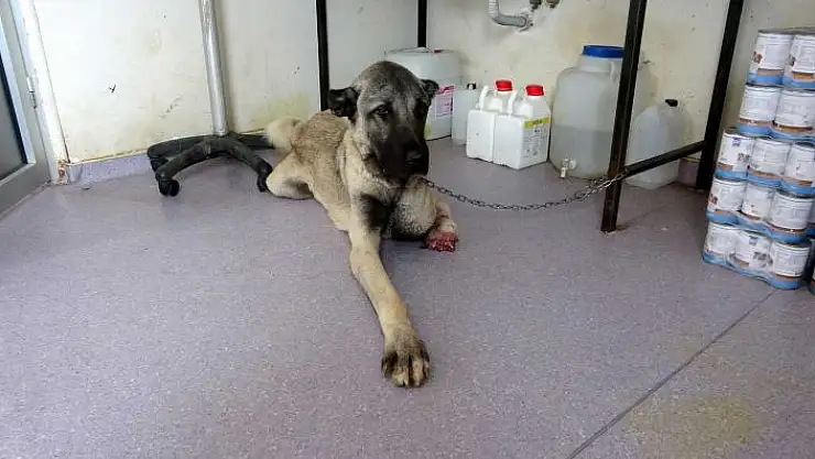 'Hayvanlarla ilgilemek yerine voleybol maçı yapınca görevden alındı'