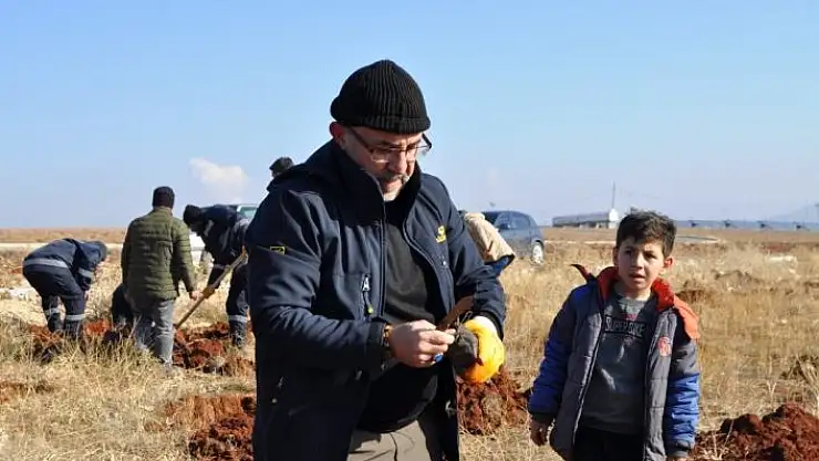 'Hedef arıcılıkta verimi artırmak: Lavanta tarlasına bin adet alıç fidanı dikildi'