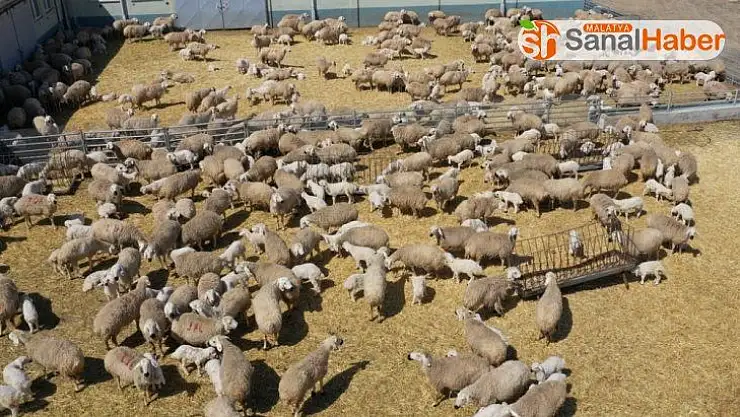 Hedef, Bir Milyon Kangal Akkaraman Koyunu