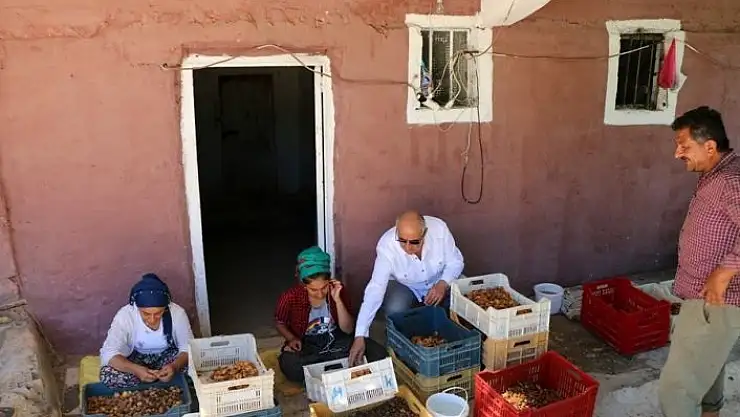 'Hekimhan´da kayısı hasadı başladı'