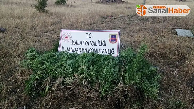 Hekimhan'da uyuşturucu operasyonu