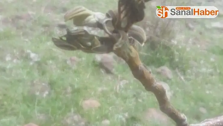 Hekimhan ve Kuluncak´ta kayısılar yandı