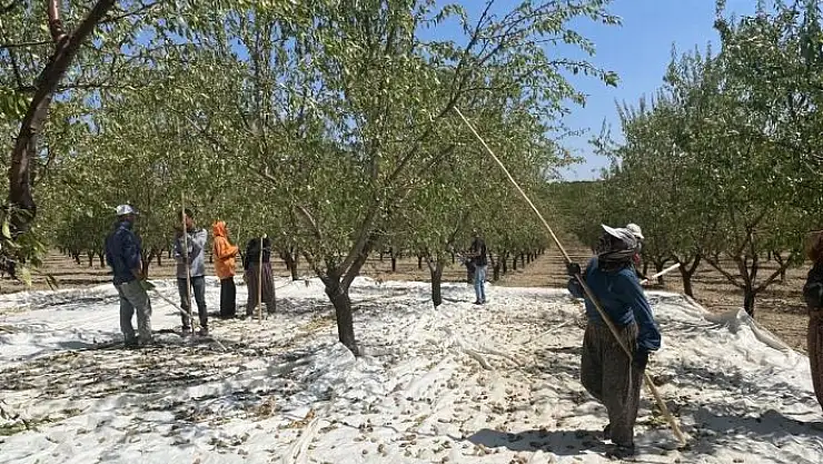 'Hibe desteğiyle kurulan badem bahçesinde hasat başladı'