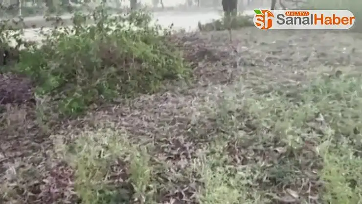 Hindistan ve Pakistan'da çekirge istilası