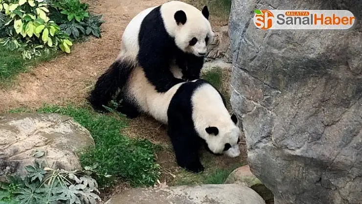 Hong Kong'da korona virüs nedeniyle kapanan hayvanat bahçesindeki pandalar 10 yıl sonra çiftleşti