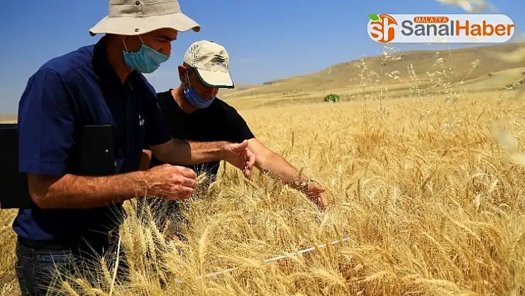 Hububatta verimli yıl, hasat devam ediyor