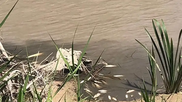 'Hurman Çayı´nda toplu balık ölümleri vatandaşları endişelendirdi'