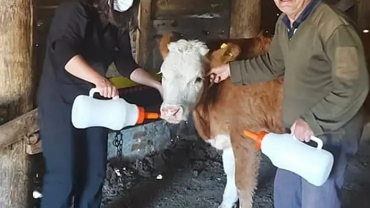 'İmranlı´da Yaşasın Buzağılar Projesi kapsamında biberon dağıtıldı'