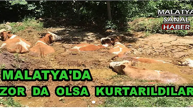 MALATYA'DA ZOR  DA  OLSA  KURTARILDILAR!