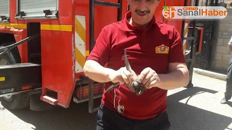 İpe takılan ebabil kuşu kurtarıldı