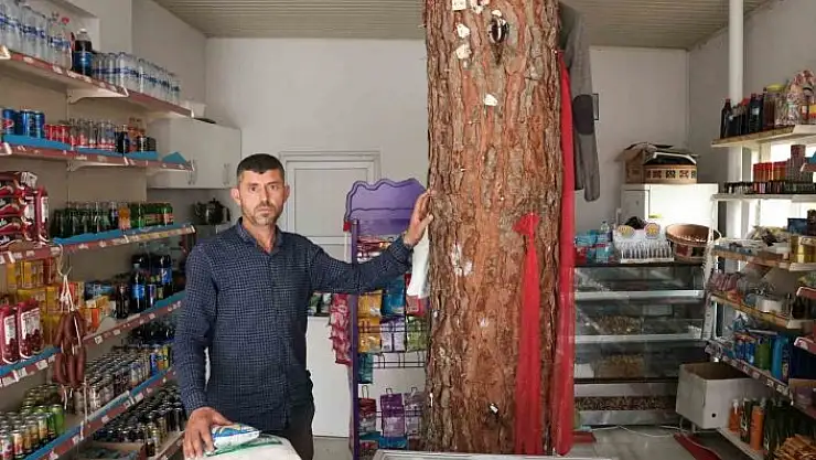 'İş yerinin ortasından geçen ağaç dikkat çekiyor'