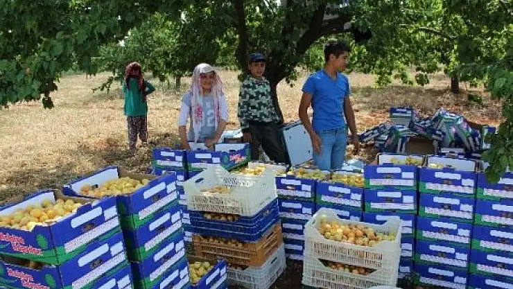 Çileli Ekmek Parası Yolculuğu