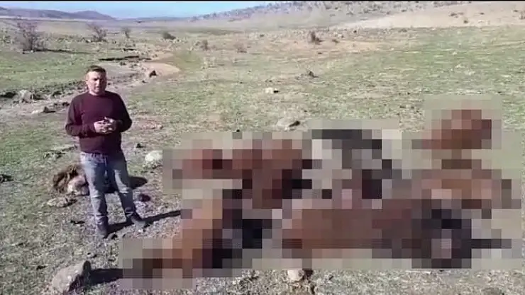 'İzdiham yaşanan ağılda 16 koyun telef oldu'