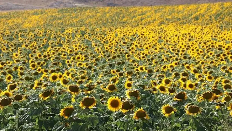 'İzdihama neden oluyordu, Sivas´ta binlerce dekar alanda ekimi yapıldı'