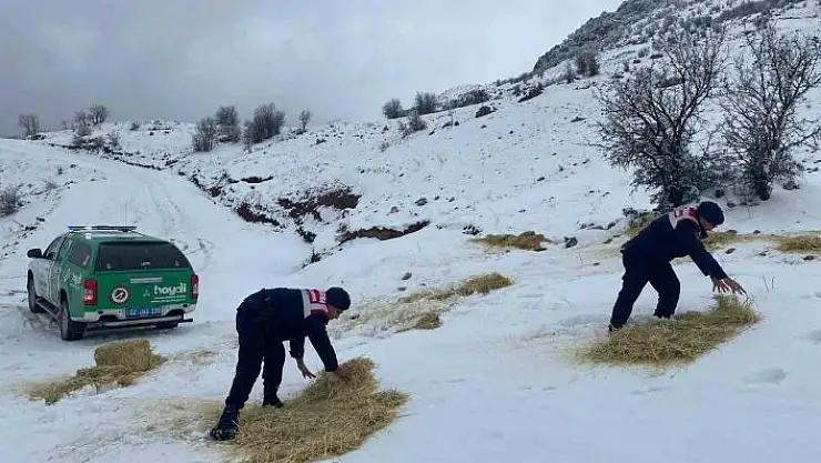 'Jandarma çevre ve doğa koruma timleri yaban hayvanlarını unutmadı'