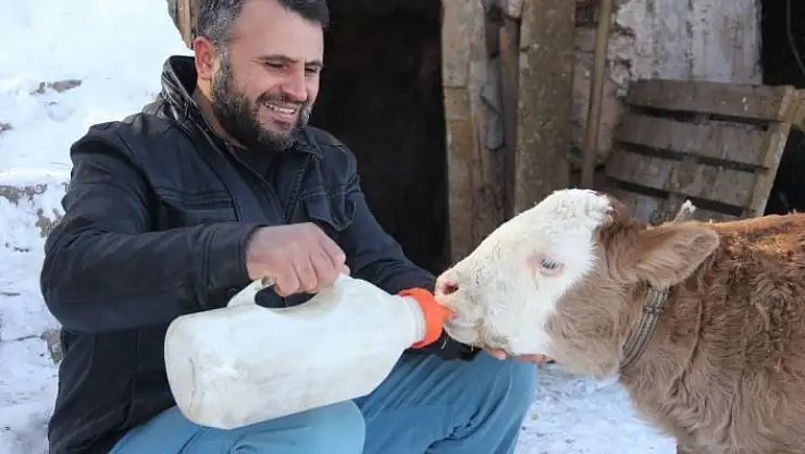 'Jandarma ekiplerinin doğurttuğu buzağıya ''Çilekeş'' ismini verdi'