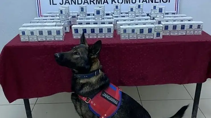 'Jandarma kaçak sigara ele geçirdi'