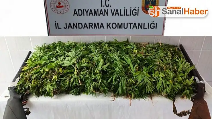 Jandarma kenevir bitkisi ele geçir