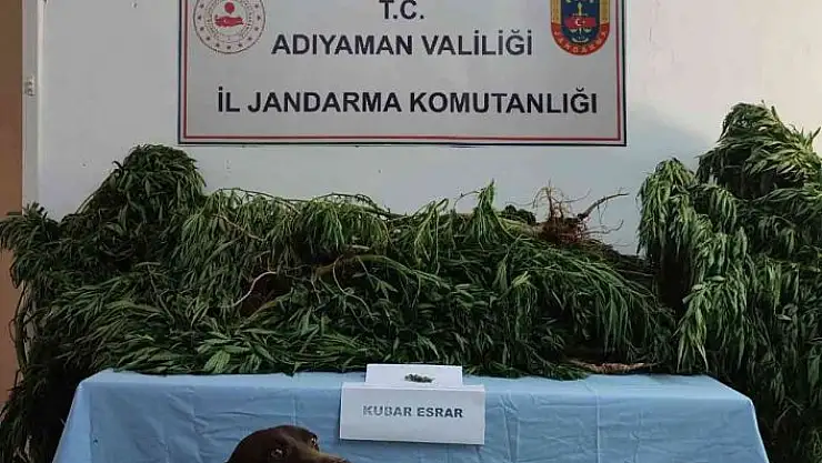 'Jandarma kenevir bitkisi ele geçirdi'
